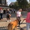 El Perro Cortés Adiestramiento De Perros