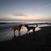 Pupuru Love Animals