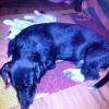 Lola