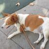 Canita y sus paseos