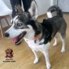 Little Pets Peluqueria Canina