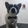Little Pets Peluqueria Canina