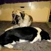 Compartiendo espacio, Poti y mi Chester
