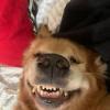 Ju Pet Sitter