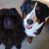 Enzo y Lola