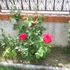 Poda correcta de rosales en su temporada y flores en verano.