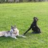 Hundur Educacion  Canina