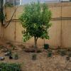 Jardinería Integral