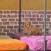 Hotel Canino Joyas Del Atlántico