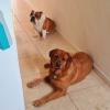 Hotel Canino Joyas Del Atlántico