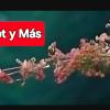 María