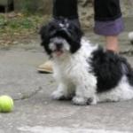 Gemma Dominguez Gallego