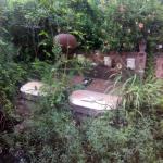 Desbroce Poda Fumigación