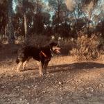 Oscar Alamillo Rufo