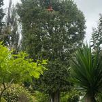 Podaltura Tenerife S.l.