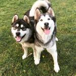 Adiestramiento Perros Y Cosas Adiestramiento Perros Y Cosas