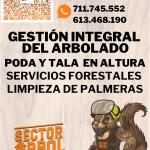 Sector Arbol