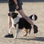 Dogtorado En Obediencia