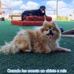 Educador Canino Montxo Neuroeducador Canino
